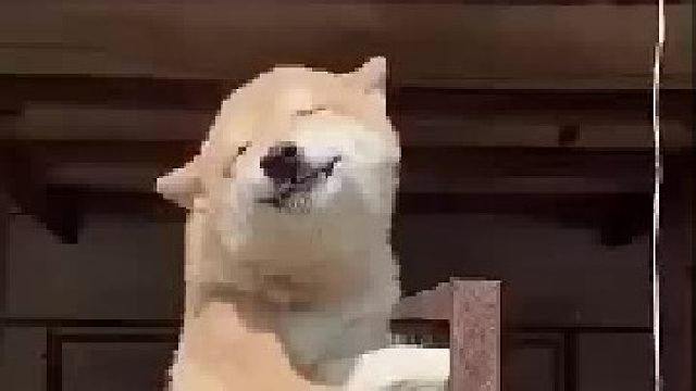 这是我见过笑的最好看的狗