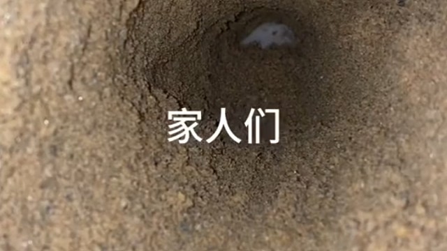 鼠：你们会不会挖，要不要我教你们