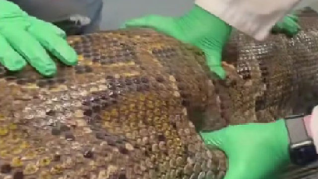 蟒蛇把鳄鱼吞了…