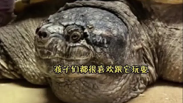 老爷爷年轻时捡回一只小乌龟，而今已过去三十年，子孙们特意给它办了生日宴