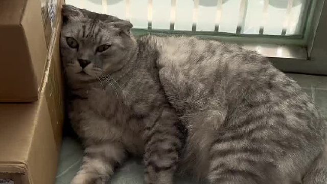 摆烂成这样的猫还能要吗