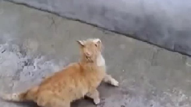 不抓老鼠的猫不是好喵