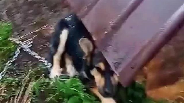 狗狗太善良胆小了