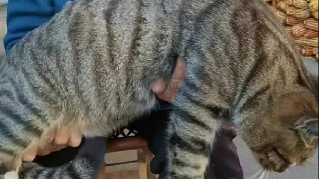 奶奶在炫耀她从小养大的猫猫啊