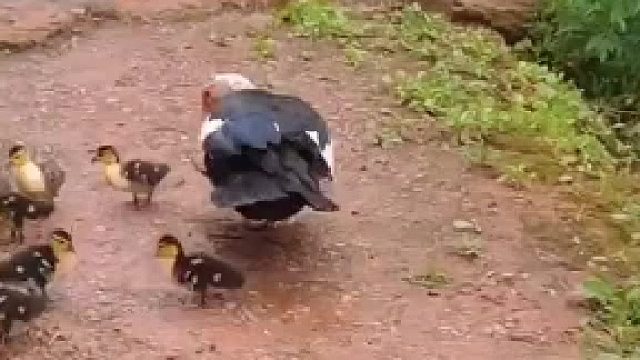 这狗的表情绝了