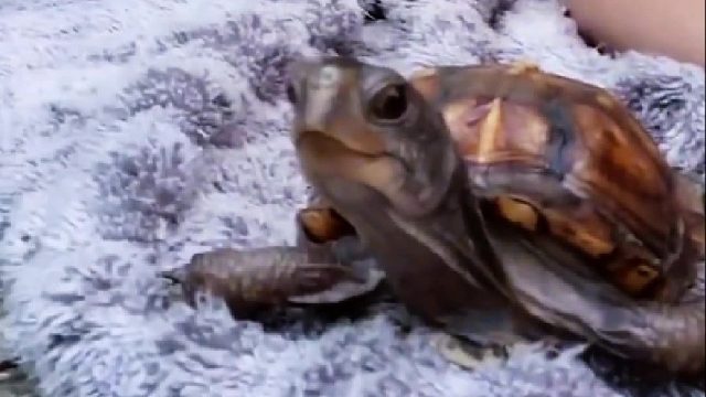 男友分手只留下一只小乌龟陪伴，小姐姐辗转反侧一夜未眠给了它一个温馨的家