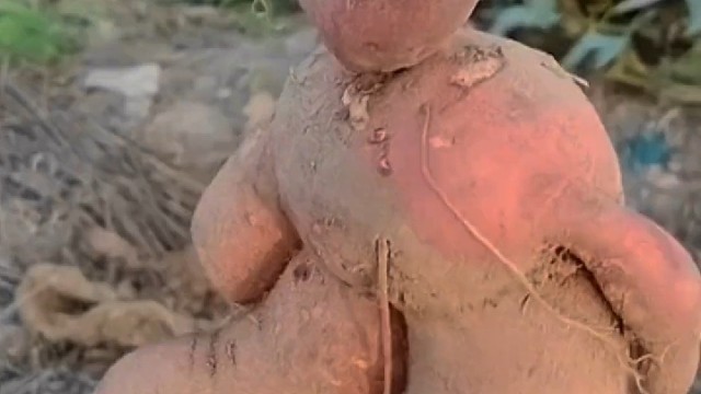 把它埋起来，万物皆有灵