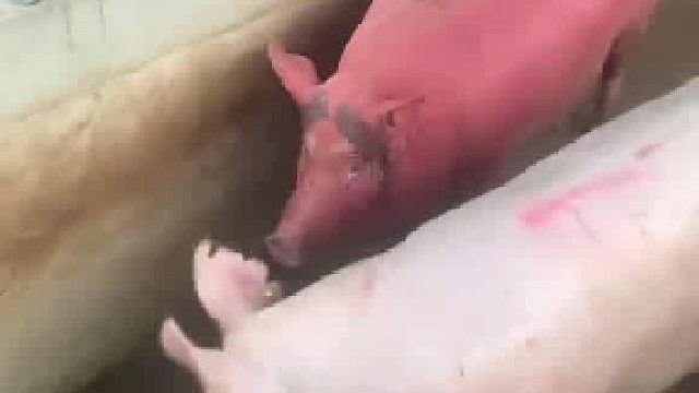 二师兄酒糟吃多酷似大红薯