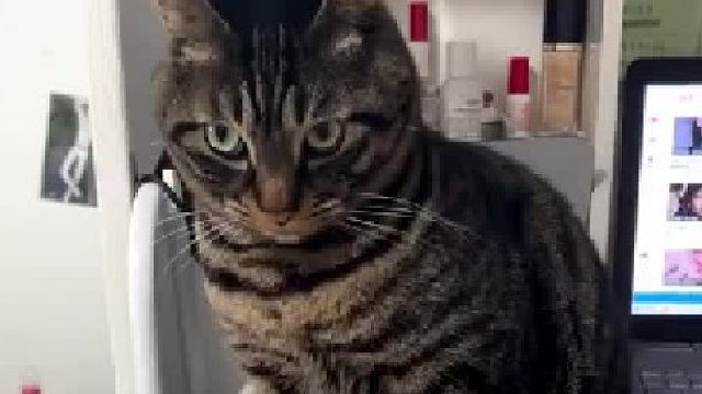“你不惹猫猫，猫猫会咬你？！”“我冤枉呀……”
