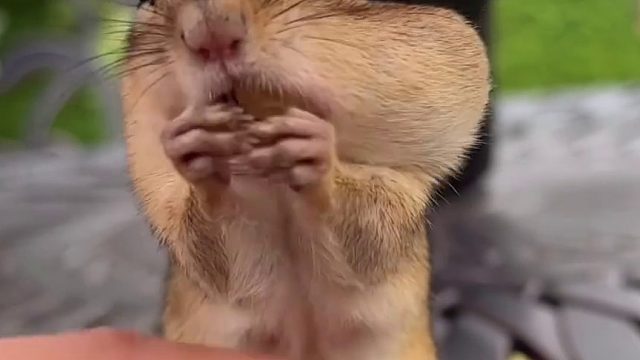 几粒花生米换来松鼠的信任，人与动物这种近距离接触场面真的挺好