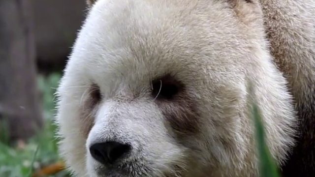 七仔：叫朕干嘛？