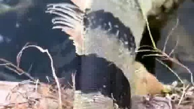 看到尾巴的时候我还以为是条蛇