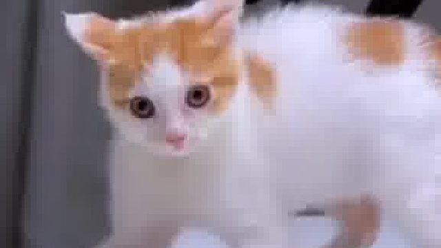 炸毛猫，就问你怕不怕