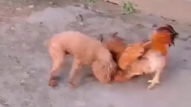 泰迪为了护主大战公鸡……