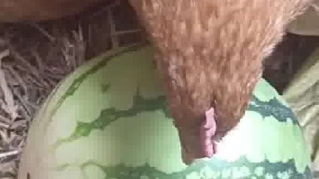 母鸡的天性，看见啥都想孵……