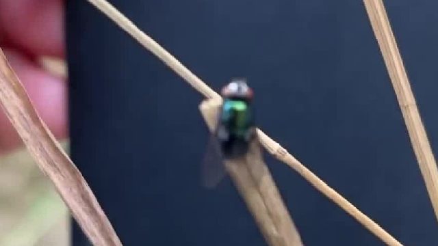 微距镜头之下的苍蝇，感受一下……