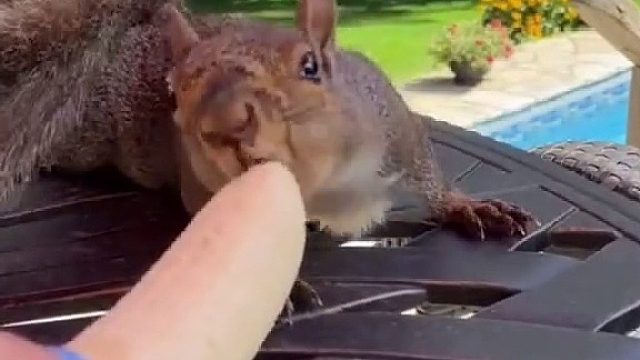 小姐姐救助了一只落水小松鼠，谁知隔天竟给小姐姐送去惊喜
