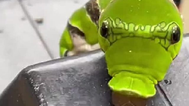 我以为这是个假的？