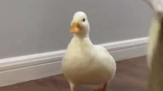 好好吃：你就穿吧 一穿一个不吱声