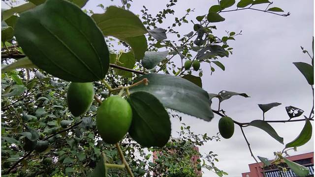 广州市铁一中学生态园