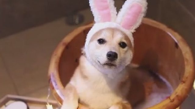 你和你妈给狗洗澡的区别