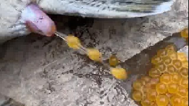 我真的第一次见鱼产卵