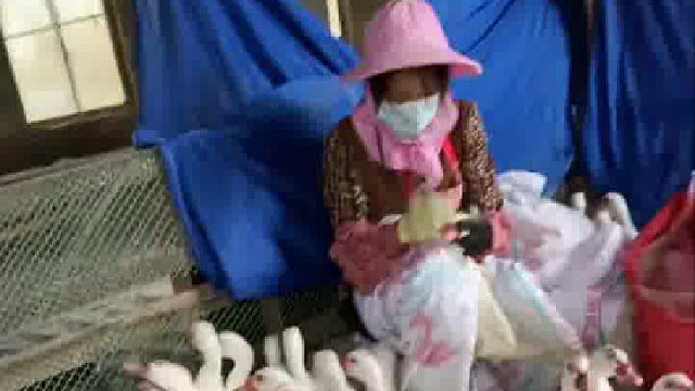 这是在给鸭子做美容吗？什么意思？