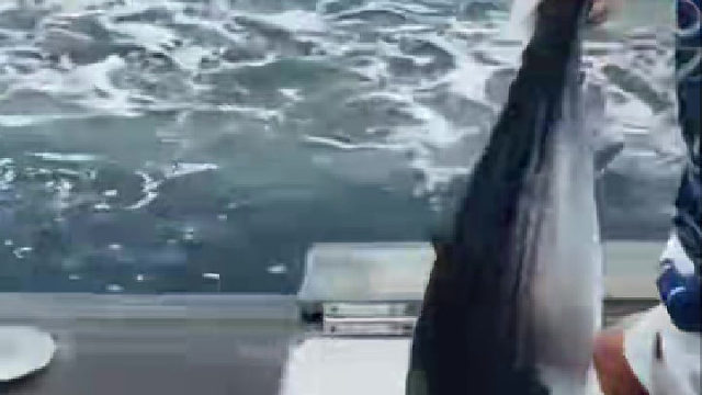 钓什么鱼才能配得上这条饵鱼？