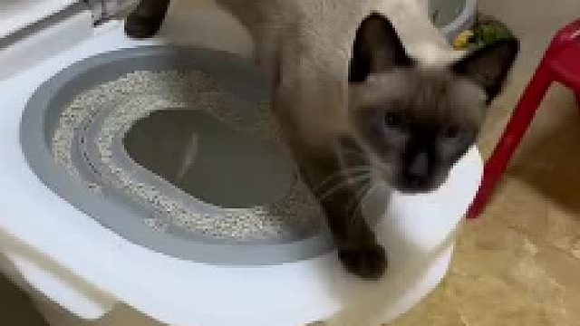 学用马桶的猫咪来了