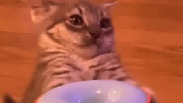 可别把小猫惹急了 “给！！我！！球