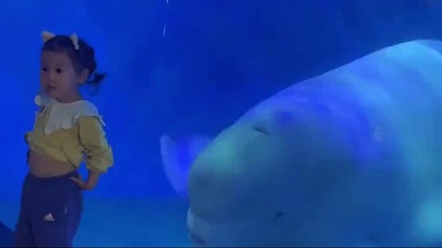 白鲸在等，父母也在等，皮友也在等……