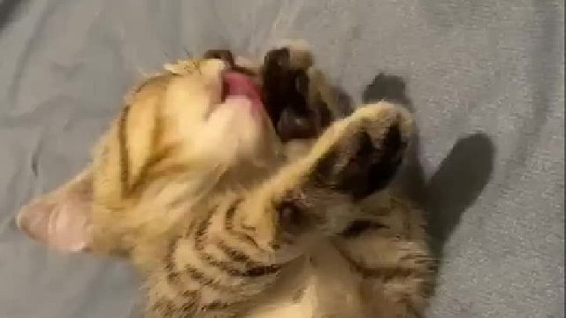 体会到了养一只猫的其中一个好处