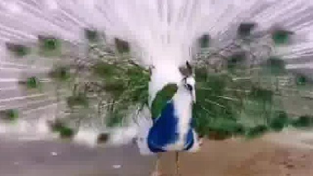 开屏技术哪家强……