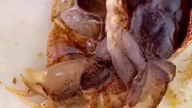 你见过螃蟹蜕壳的全过程吗？