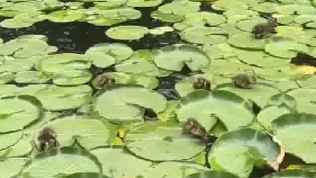 在这样的荷叶上生活，多快乐啊