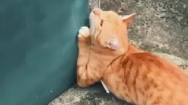 猫咪被带脖子的绳子缠住了脚，好心小伙帮它剪掉