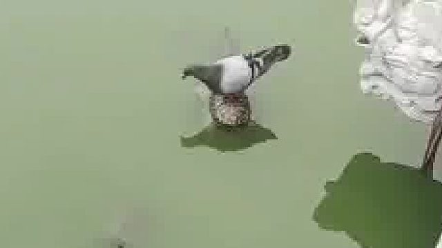 心静如水，坐如乌龟，走如野鸽，睡如家犬