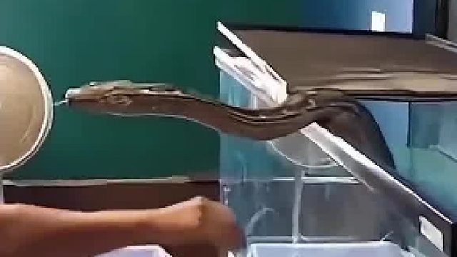 大蛇你看我盘不盘你就完了！