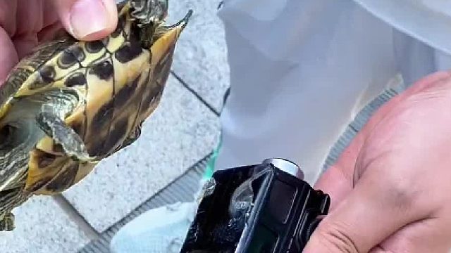 给我家小乌龟，提个速
