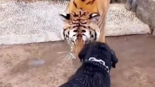 虎：我都还没出力你就倒下了