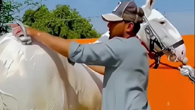 价值八千万的汗血宝马，是土库曼斯坦的国宝，汉武帝都曾为之疯狂着迷！