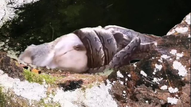 看这蹄子也不是狼啊！