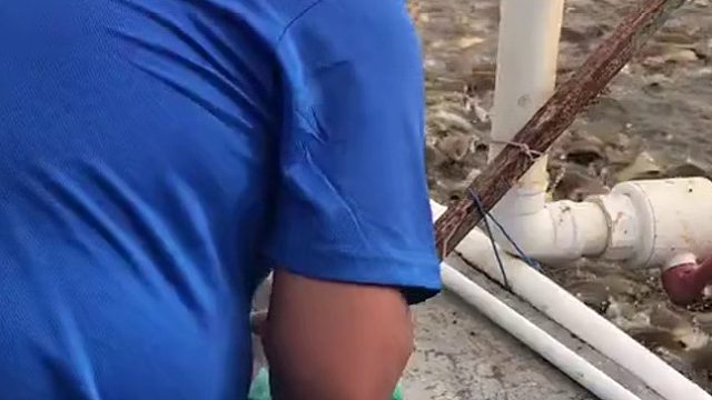 这密度，得有个超级强大的过滤系统才行！