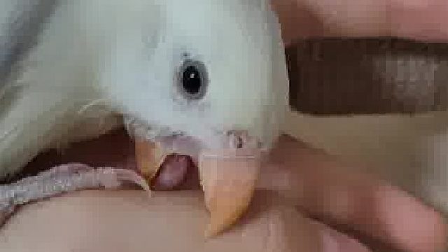 宝宝你是一只鸵鸟