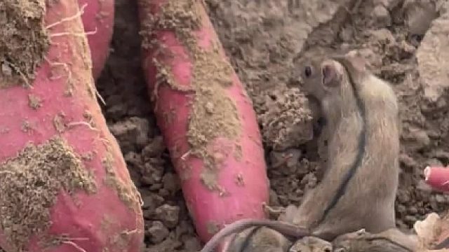 生活在地瓜地里的是老鼠还是田鼠啊？你们见过这种名场面吗？哈哈哈