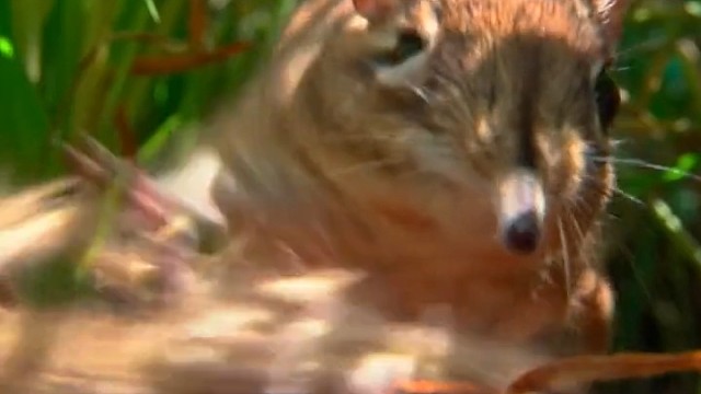 象鼩(qú) 有只可爱的鼻子，和大象是远房亲戚。