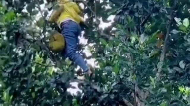 下次不要偷摘水果了噢……