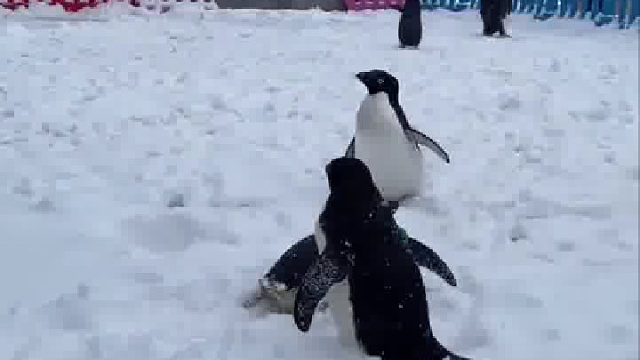 太可爱了吧，可以摸摸了