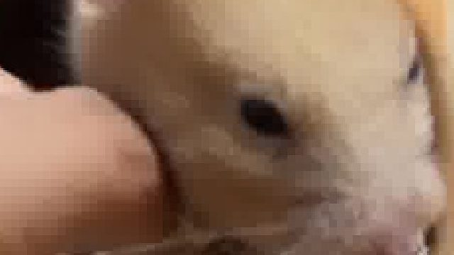 鼠鼠睡觉时被主人拽出来玩