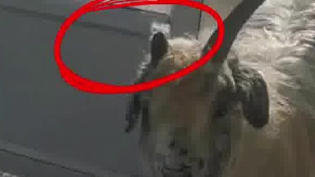 聪明的独角羊，自己开门进屋吃糖。主人：断角之前用角开门，之后就改用嘴了。网友：这羊肉串肯定是甜口的